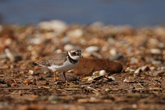 David Plant Photography - Wildlife Photographer - Ringed plover - E